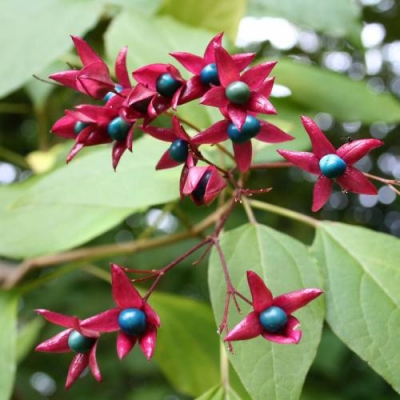 Clerodendron trichotonum